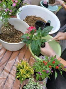 苔玉 寄せ植え体験 京都 食べ物作り体験 日帰り旅行 遊び アクティビティ体験 もうひとつの京都